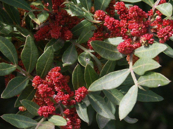 Pistacia lentiscus