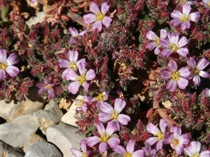 Frankenia laevis