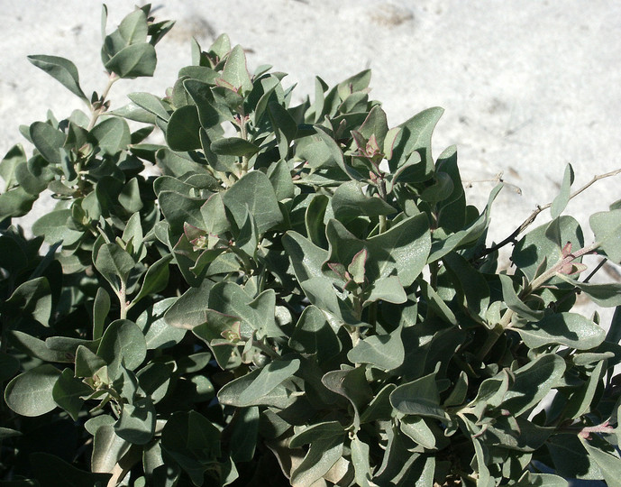 Atriplex halimus