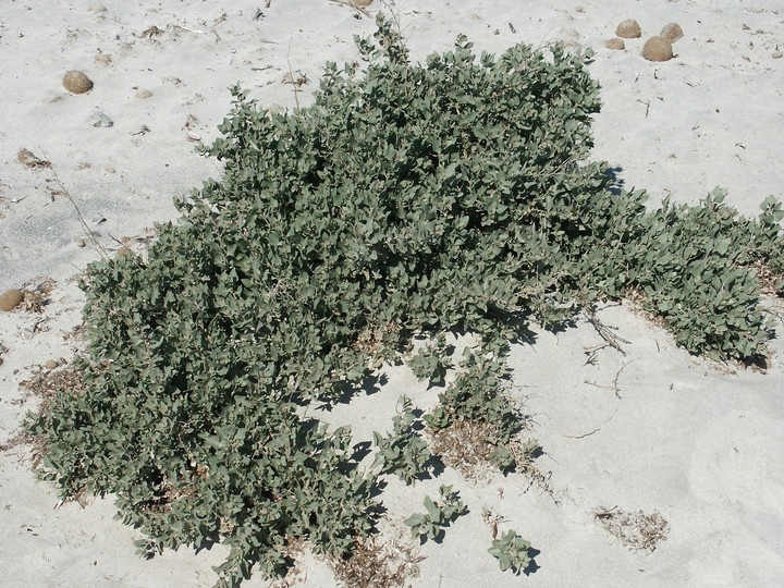 Atriplex halimus