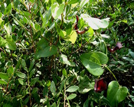 Aristolochia baetica