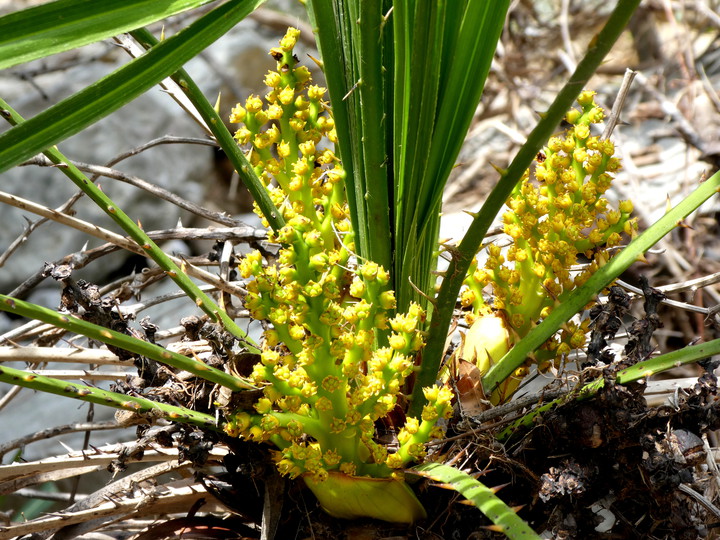 Chamaerops humilis