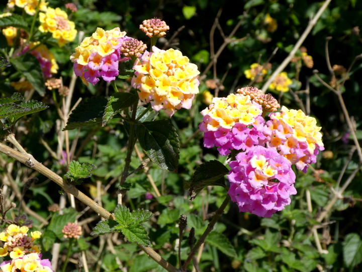 Lantana camara