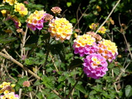 Lantana camara