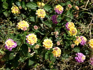 Lantana camara