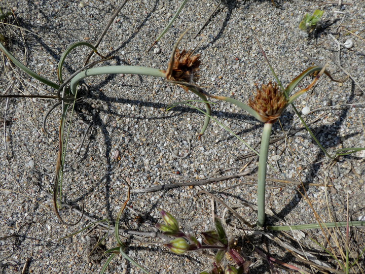 Cyperus capitatus