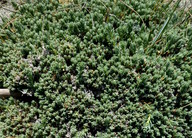 Crucianella maritima