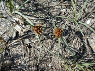 Cyperus capitatus