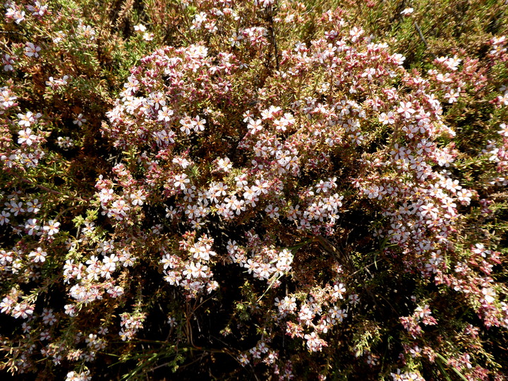 Frankenia corymbosa