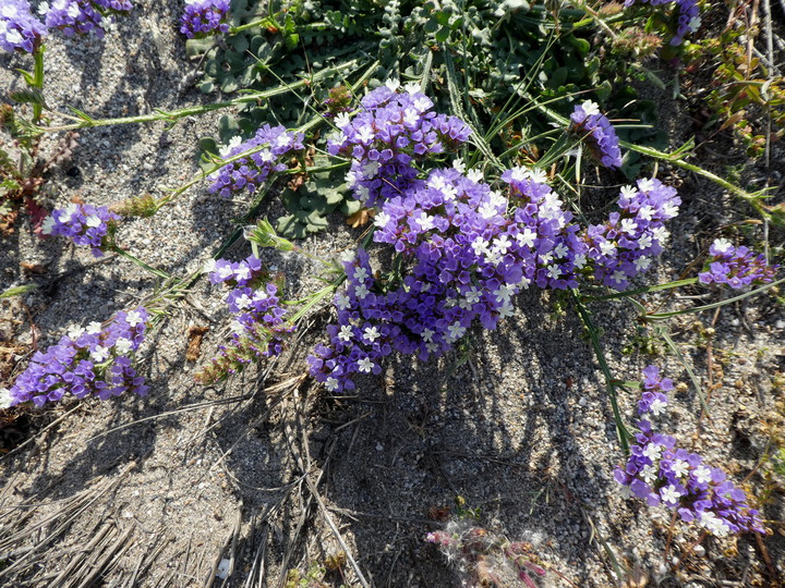 Limonium sinuatum