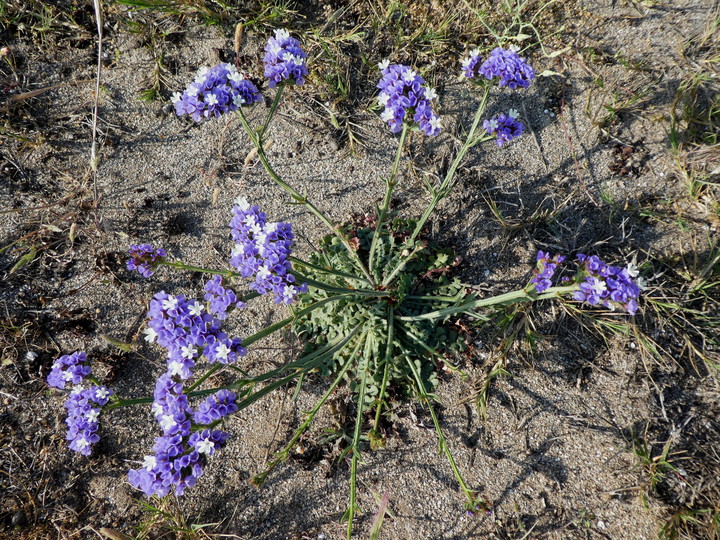 Limonium sinuatum