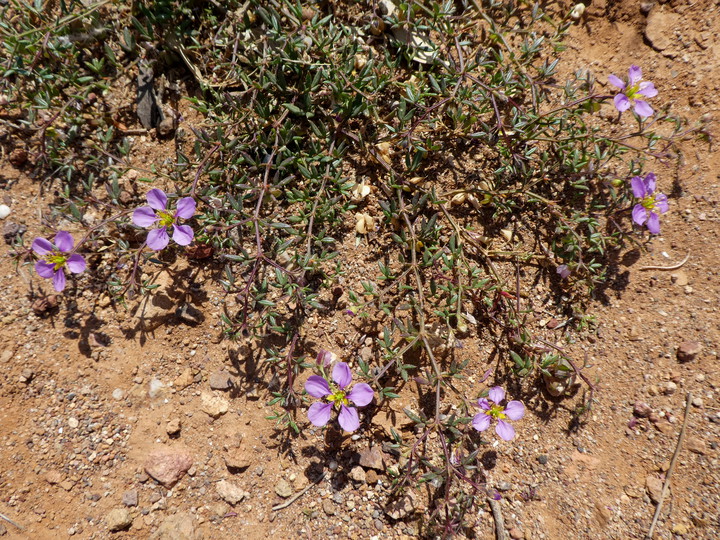 Fagonia cretica