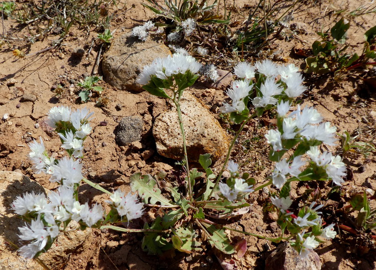 Limonium thouini