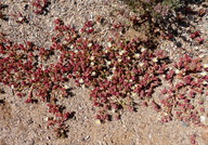 Mesembryanthemum nodiflorum