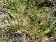 Hordeum murinum