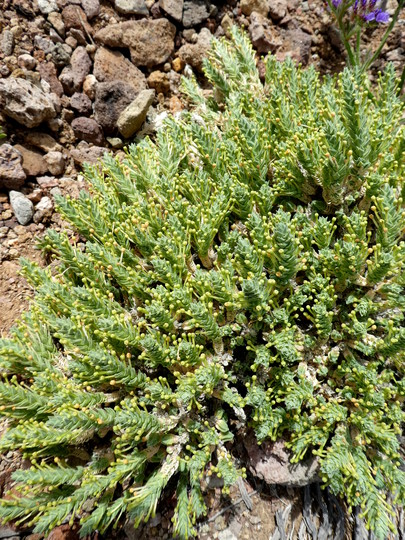 Crucianella maritima