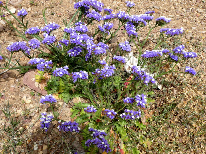 Limonium sinuatum