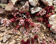 Sedum gypsicola