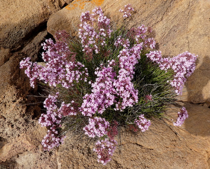 Limonium insigne