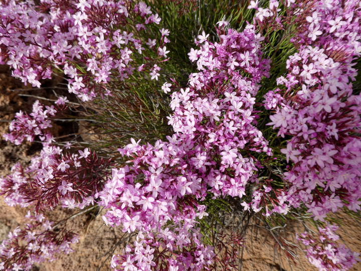 Limonium insigne