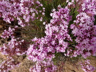 Limonium insigne