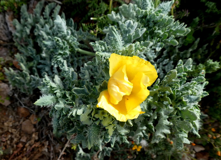 Glaucium flavum