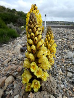 Cistanche phelyphaea