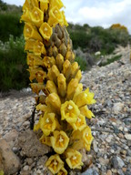 Cistanche phelyphaea