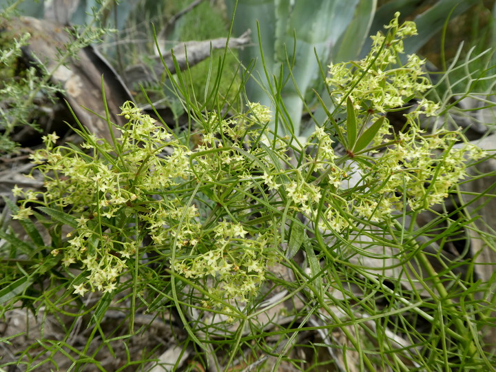 Rubia peregrina