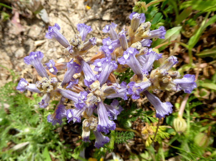 Orobanche ramosa