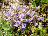 Orobanche ramosa