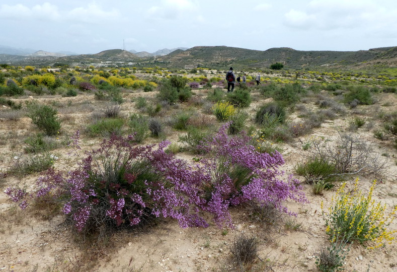 Limonium insigne