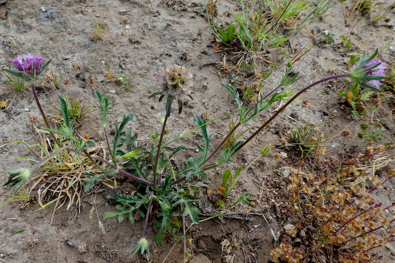 Lomelosia stellata