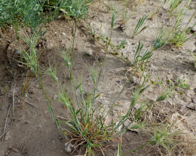 Aegilops geniculatus