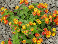 Lantana camara