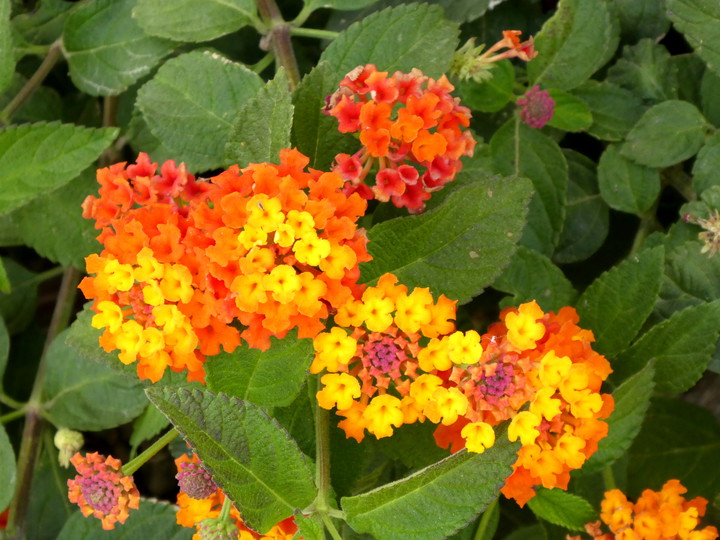 Lantana camara