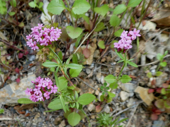 Fedia cornucopiae