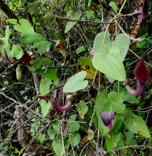 Aristolochia baetica