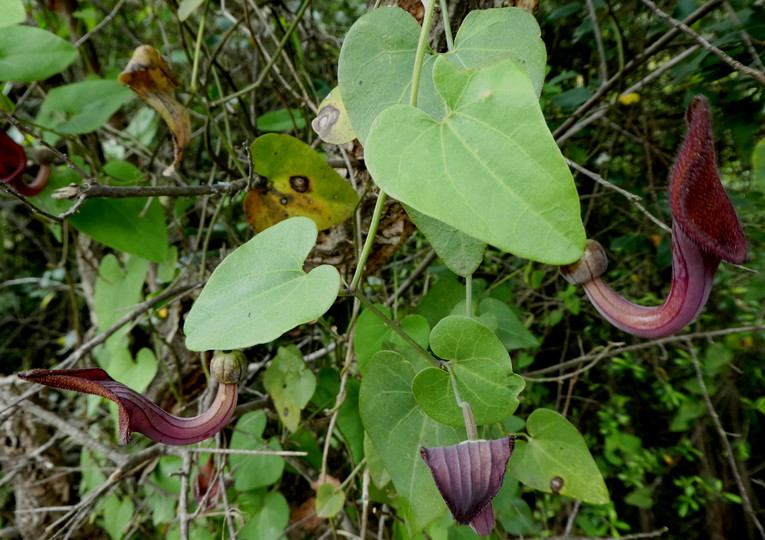 Aristolochia baetica