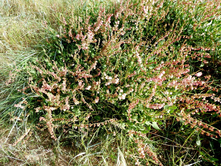 Rumex tingitanus?