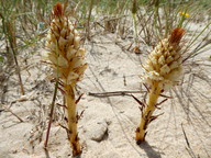 Orobanche densiflora