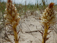 Orobanche densiflora