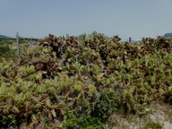 Opuntia ficus-indica