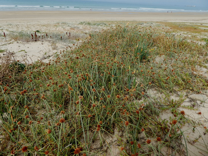 Cyperus capitatus