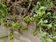 Crucianella maritima