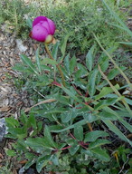 Paeonia broteroi