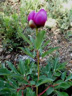 Paeonia broteroi