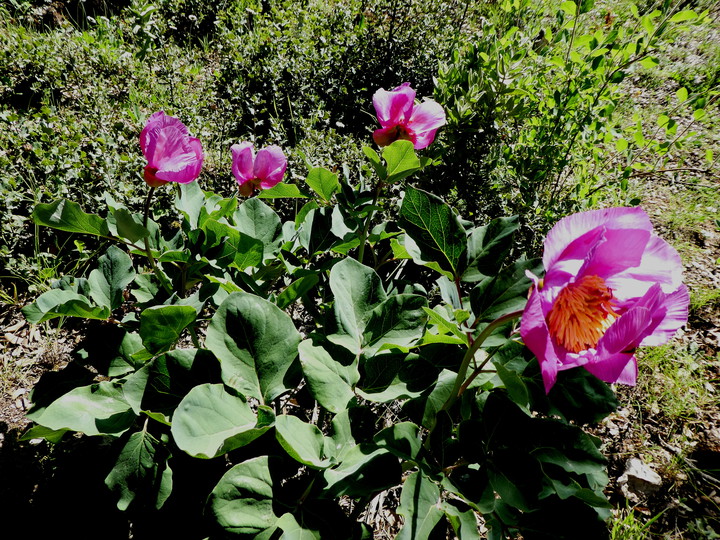 Paeonia broteroi