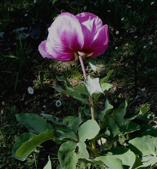 Paeonia broteroi