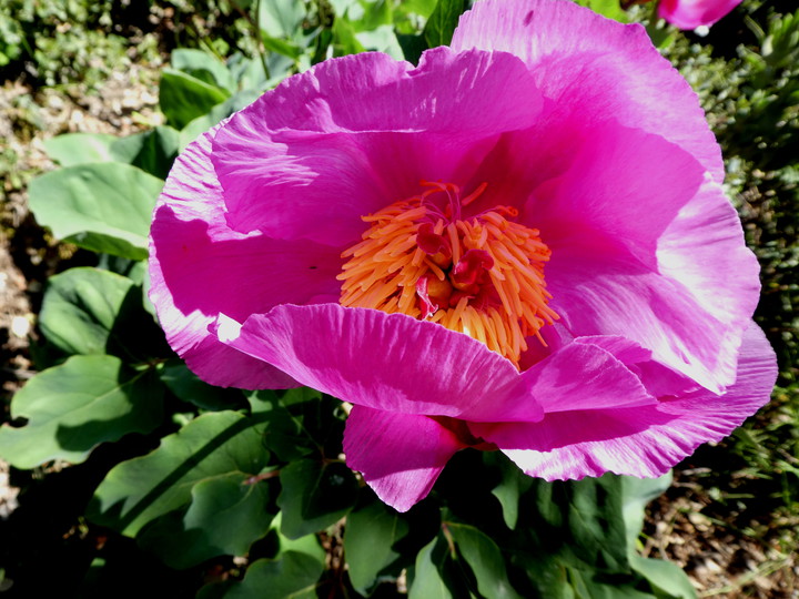 Paeonia broteroi